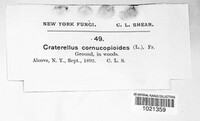 Craterellus cornucopioides image